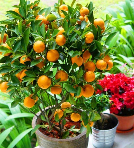 China Orange Plant